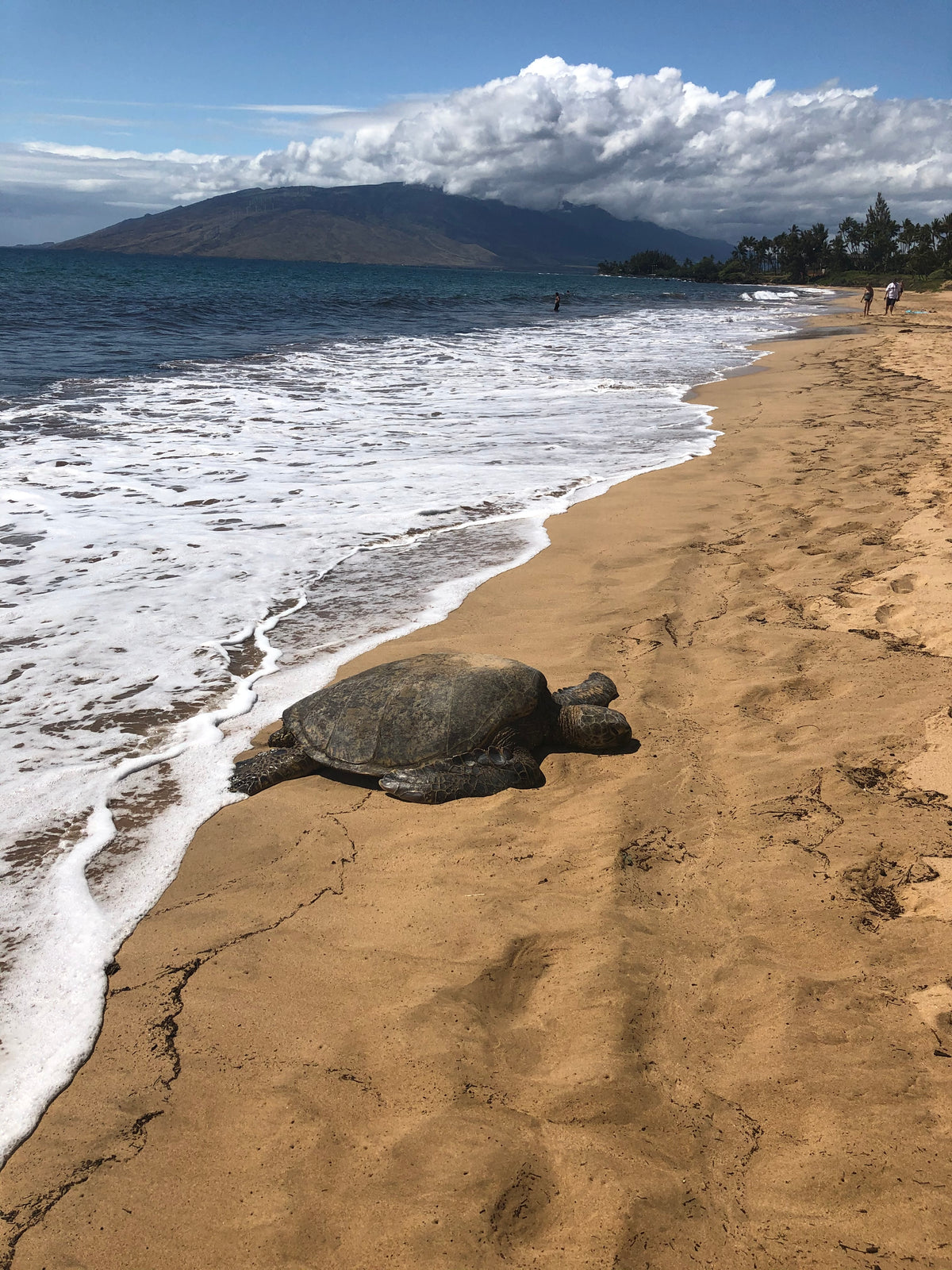 Sleeping Honu