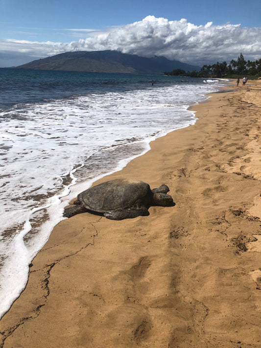 Sleeping Honu